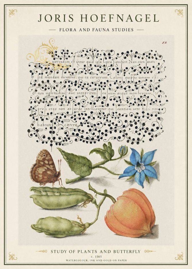 Joris Hoefnagel Study of Plants and Butterfly No1 - Poster