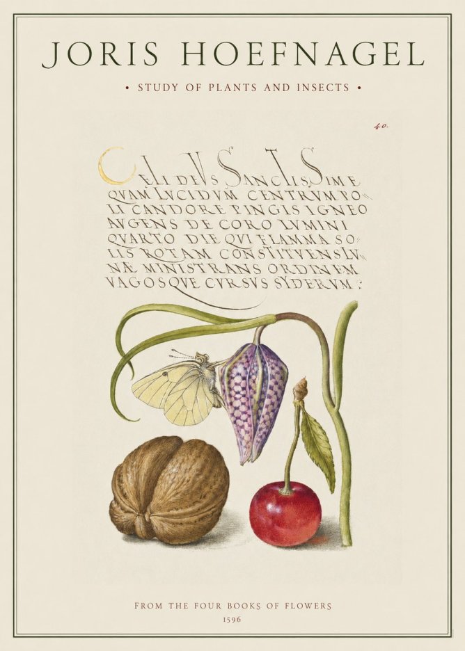 Joris Hoefnagel Study of Plants and Insects No1 - Poster