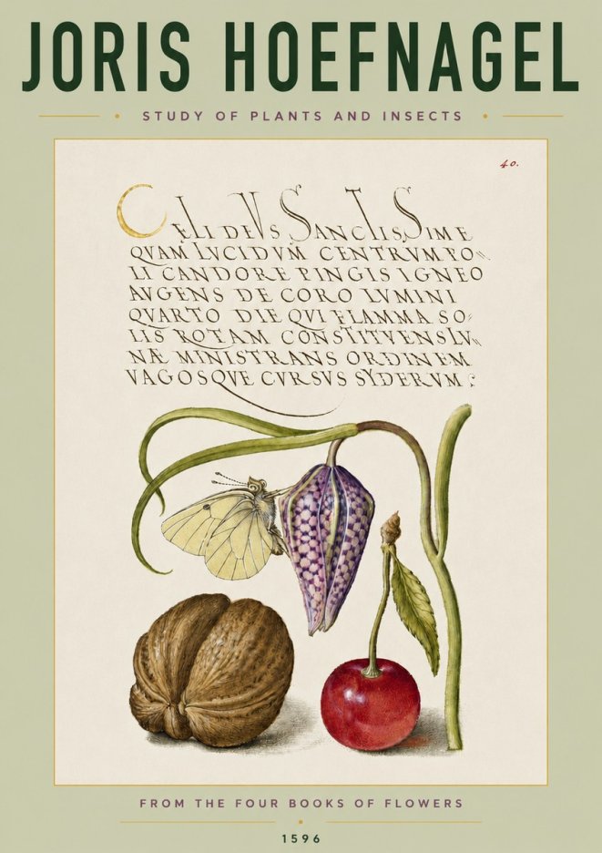 Joris Hoefnagel Study of Plants and Insects No4 - Poster