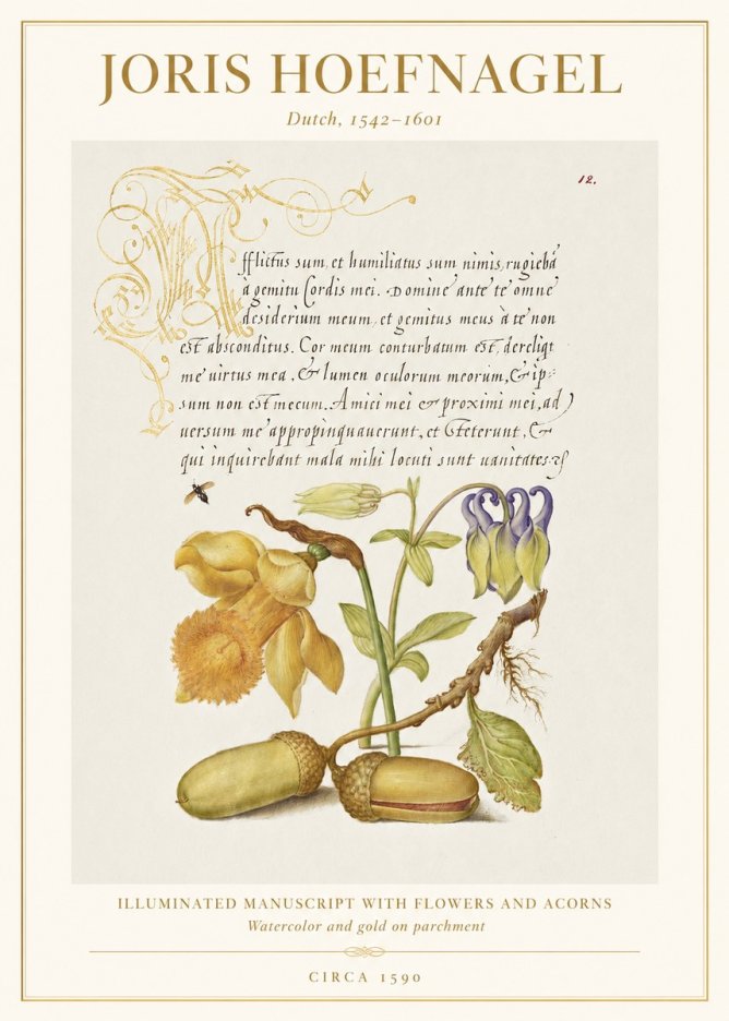 Joris Hoefnagel Illuminated Manuscript with Flowers and Acorns No1 - Poster