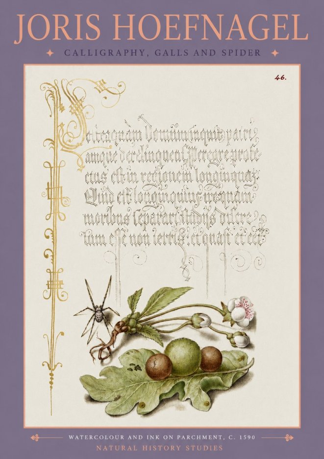 Joris Hoefnagel Plant with Galls and Insect No4 - Poster
