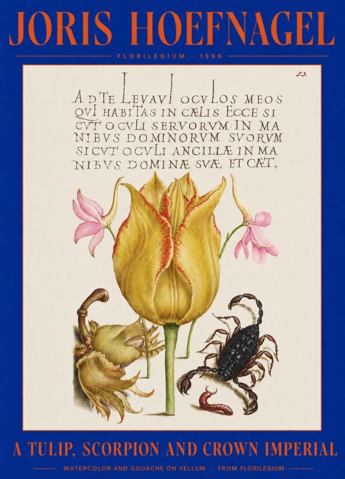 Joris Hoefnagel A Tulip, Scorpion and Crown Imperial No2 - Poster