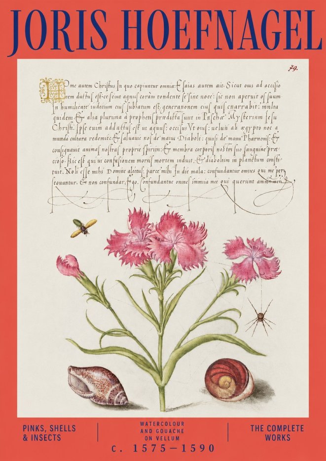 Joris Hoefnagel Pinks, Shells & Insects No3 - Poster