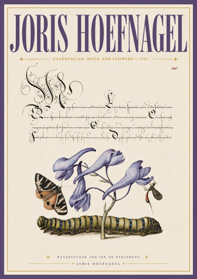 Joris Hoefnagel Caterpillar, Moth and Flowers No6 - Poster