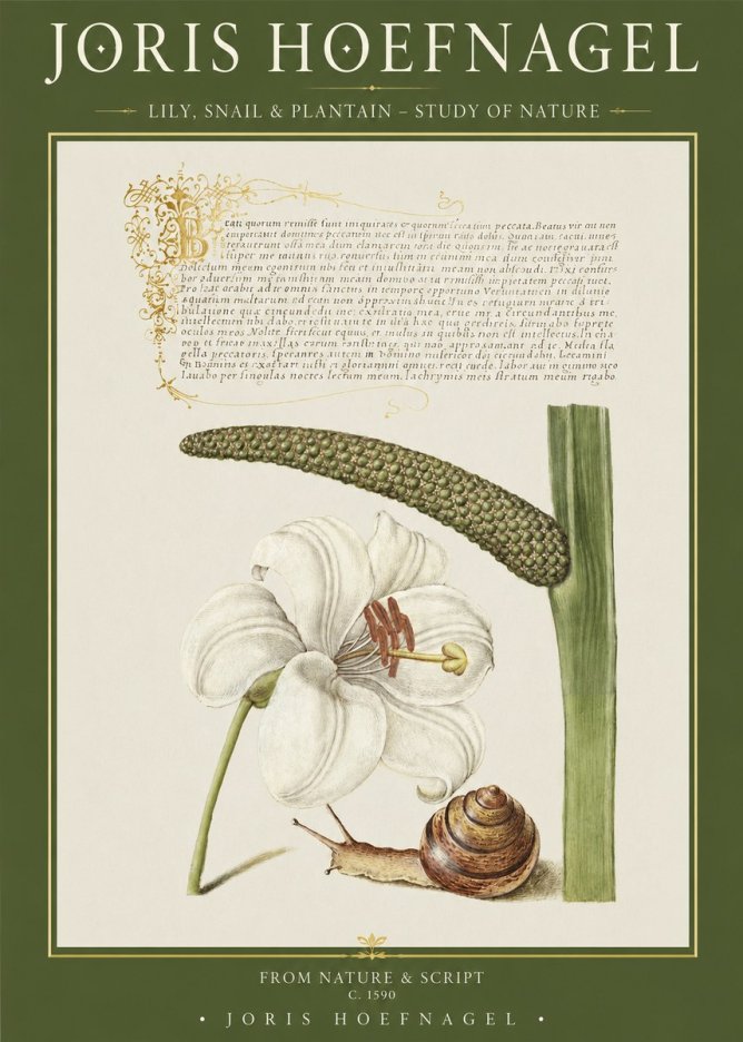 Joris Hoefnagel Lily, Snail & Plantain - Study of Nature No1 - Poster