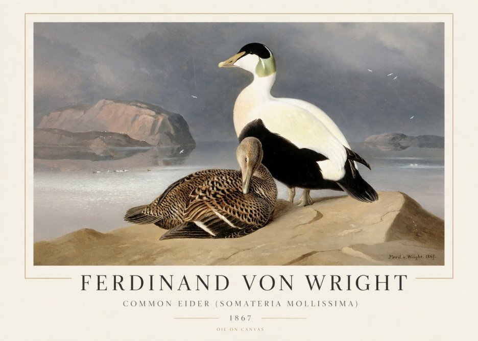 Ferdinand von Wright Common Eider (Somateria Mollissima) No1 - Poster