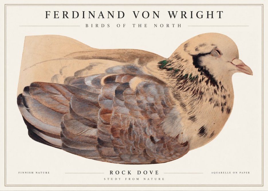 Ferdinand von Wright Turtle Dove Study No2 - Poster