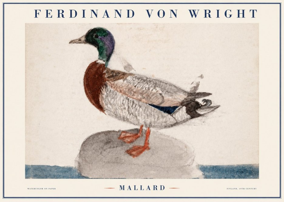 Ferdinand von Wright Mallard No1 - Poster