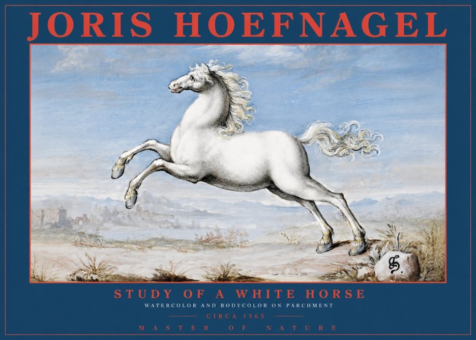 Joris Hoefnagel Study of a White Horse No2 - Poster