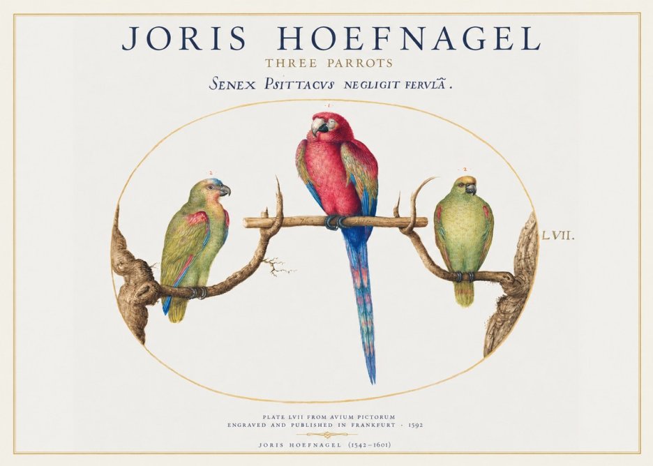 Joris Hoefnagel Three Parrots No1 - Poster