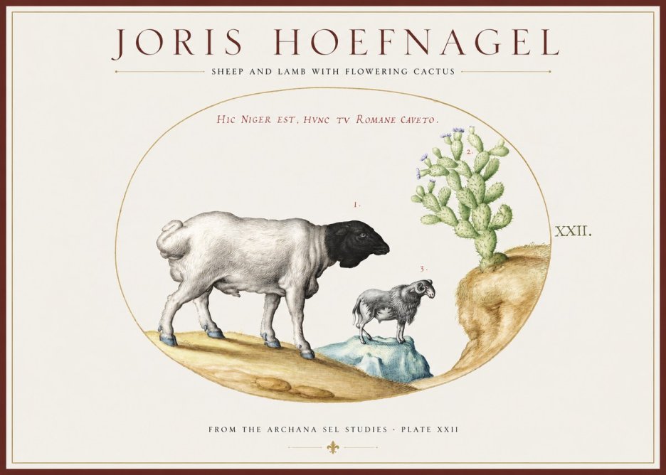 Joris Hoefnagel Sheep and Lamb with Flowering Cactus No1 - Poster