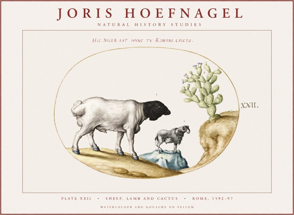 Joris Hoefnagel Sheep and Lamb with Flowering Cactus No4 - Poster