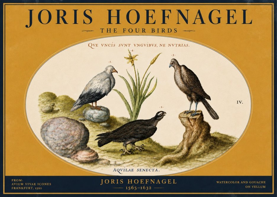 Joris Hoefnagel The Four Birds No4 - Poster