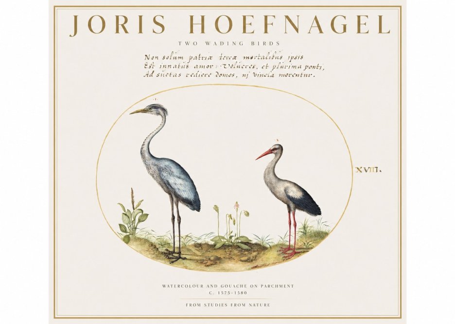Joris Hoefnagel Study of Two Cranes No2 - Poster