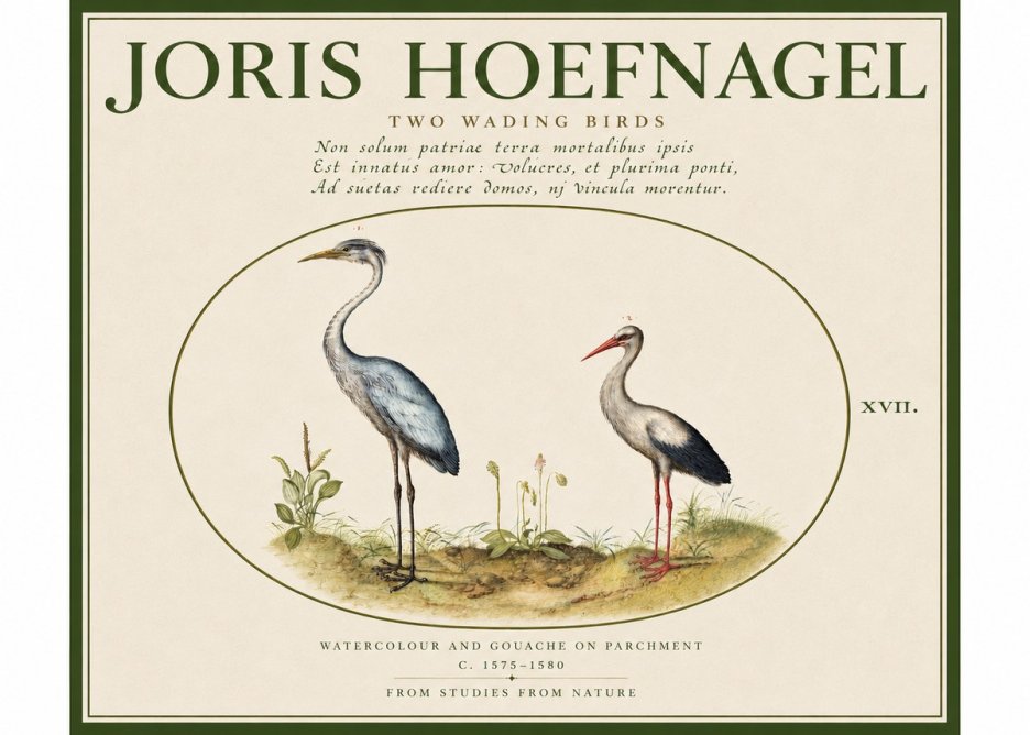 Joris Hoefnagel Study of Two Cranes No5 - Poster