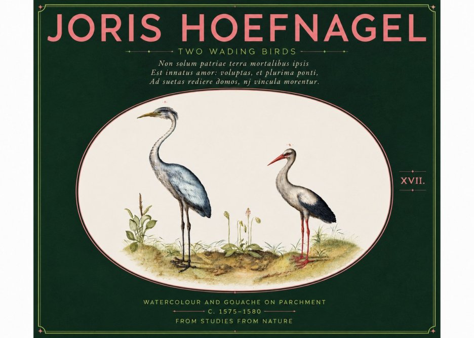 Joris Hoefnagel Study of Two Cranes No6 - Poster