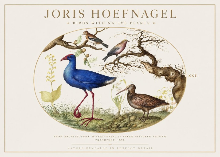 Joris Hoefnagel Birds with Native Plants No1 - Poster