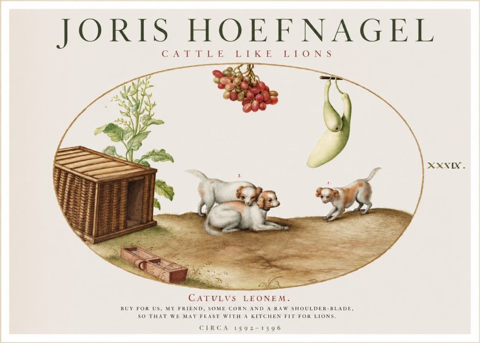 Joris Hoefnagel Cattle Like Lions No1 - Poster
