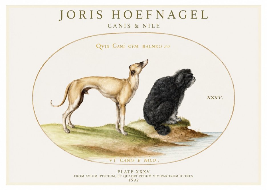 Joris Hoefnagel Neither Can a Dog Live in Baths No2 - Poster
