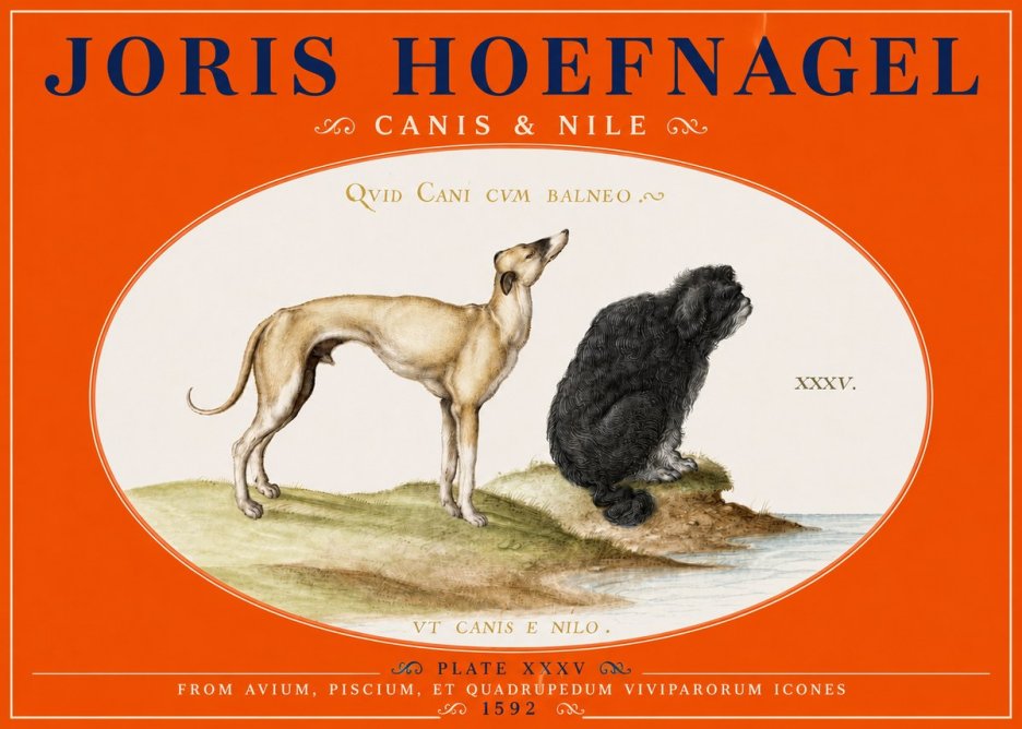 Joris Hoefnagel Neither Can a Dog Live in Baths No5 - Poster