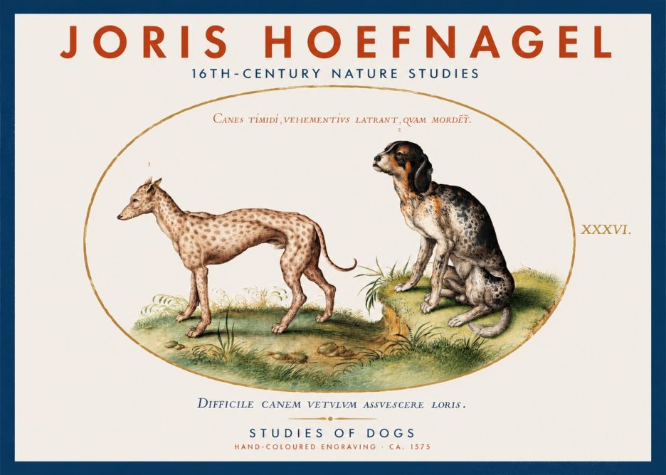 Joris Hoefnagel Studies of Dogs No2 - Poster