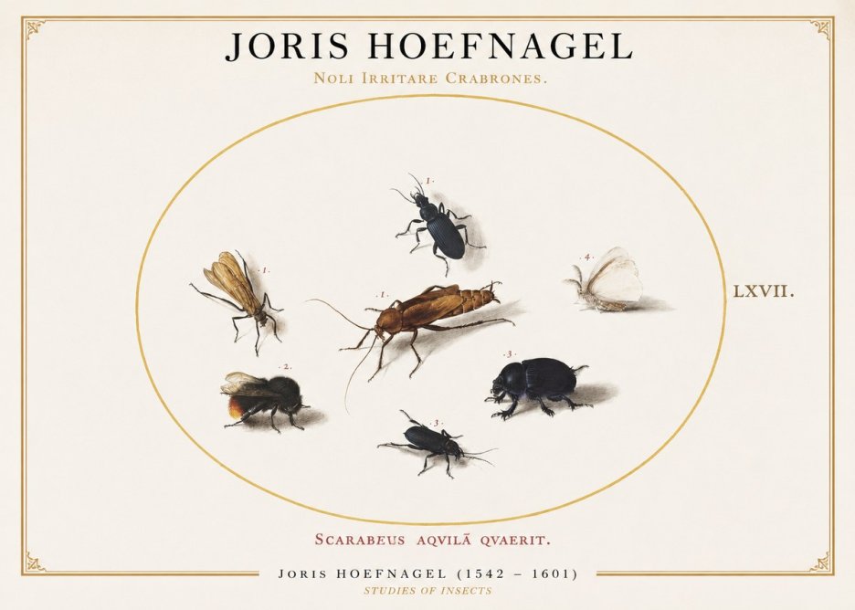 Joris Hoefnagel Scarabeus Aqvilä Qvaerit. No1 - Poster