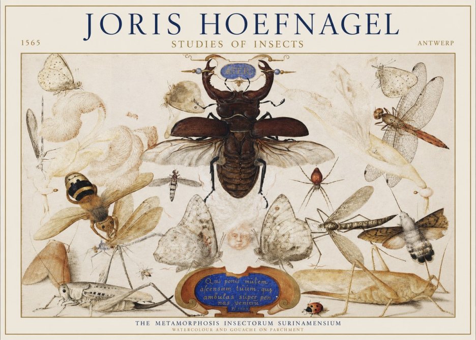 Joris Hoefnagel Studies of Insects I No1 - Poster