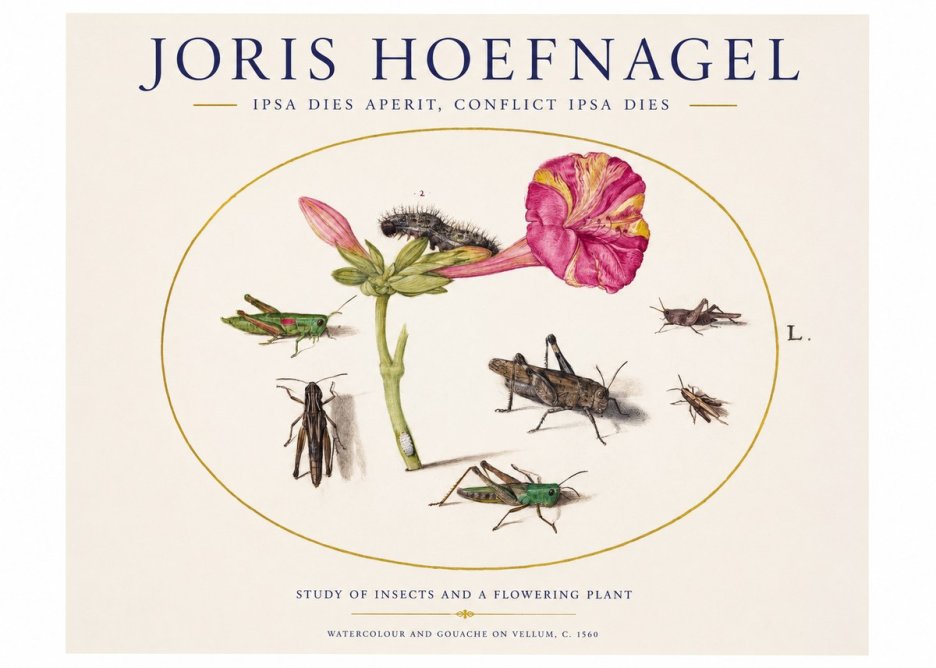 Joris Hoefnagel Study of Insects and a Flowering Plant No1 - Poster