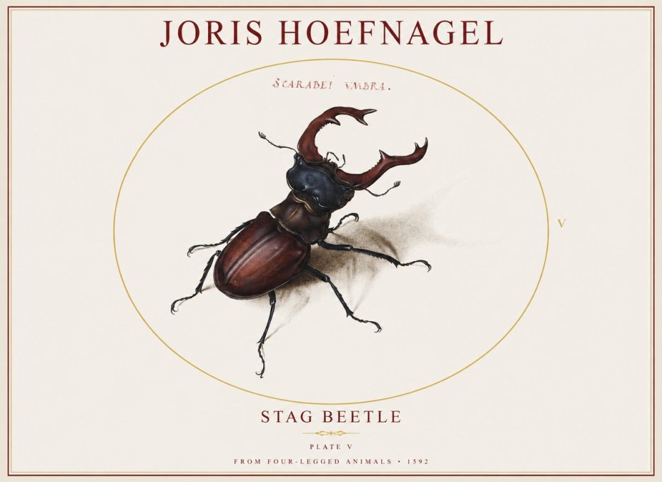 Joris Hoefnagel Stag Beetle No1 - Poster