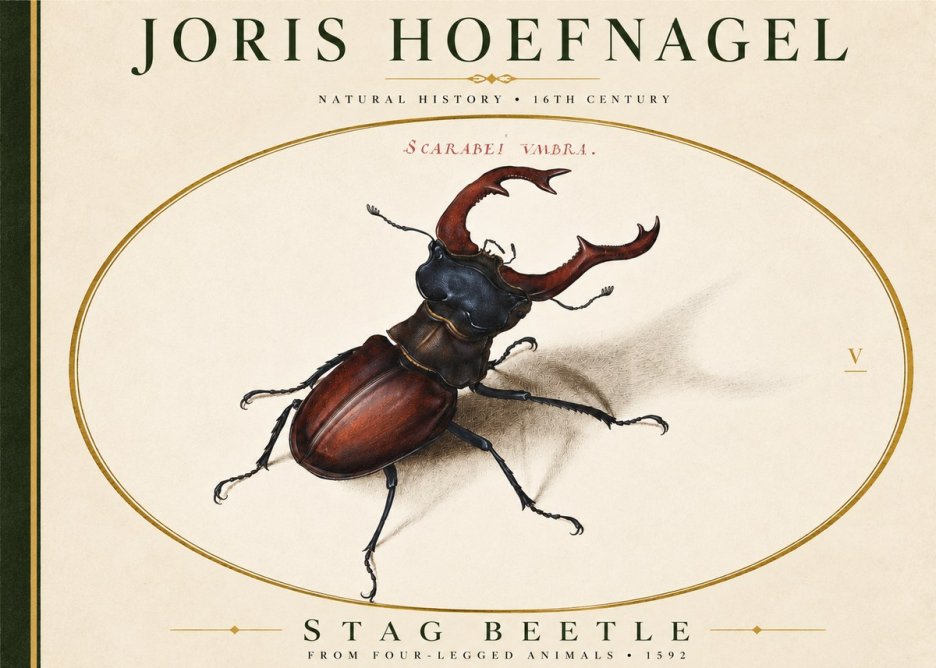 Joris Hoefnagel Stag Beetle No4 - Poster