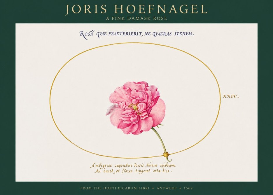 Joris Hoefnagel A Pink Damask Rose No1 - Poster