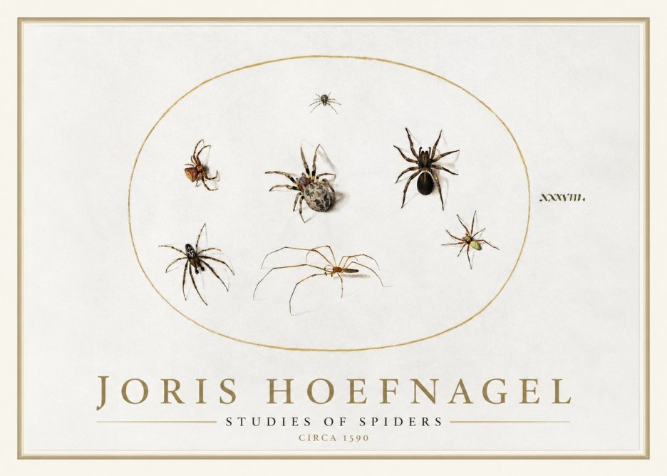 Joris Hoefnagel Studies of Spiders I No1 - Poster
