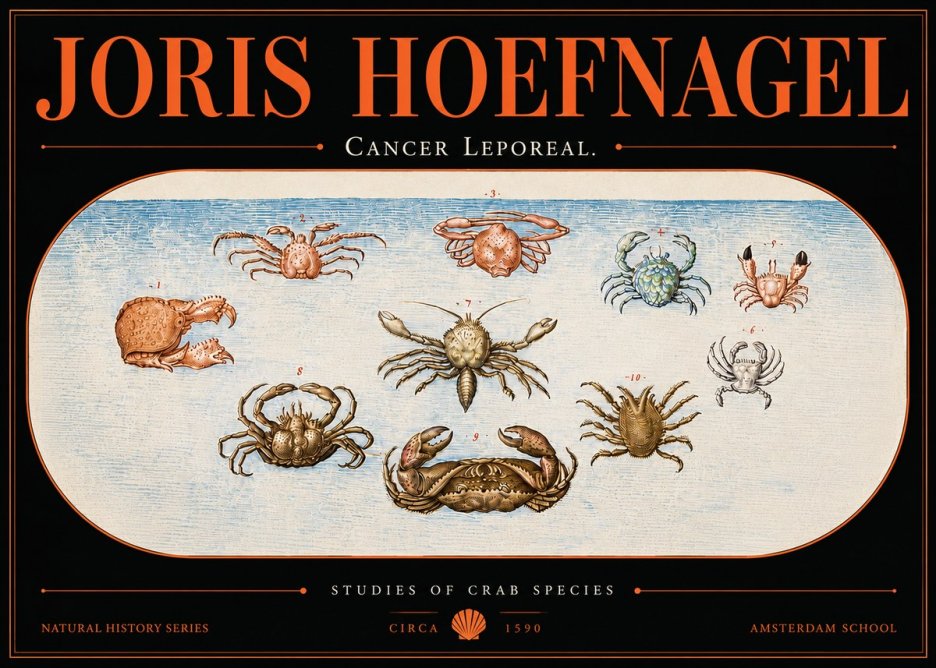 Joris Hoefnagel Cancer Leporeal. No5 - Poster