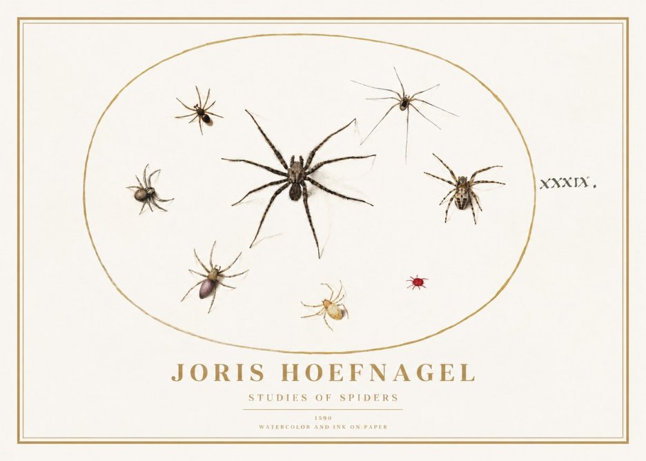 Joris Hoefnagel Studies of Spiders II No1 - Poster