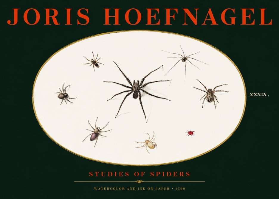Joris Hoefnagel Studies of Spiders II No3 - Poster