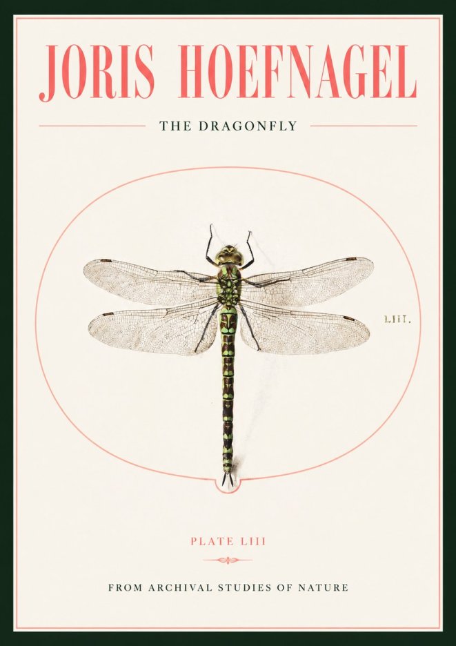 Joris Hoefnagel The Dragonfly No2 - Poster