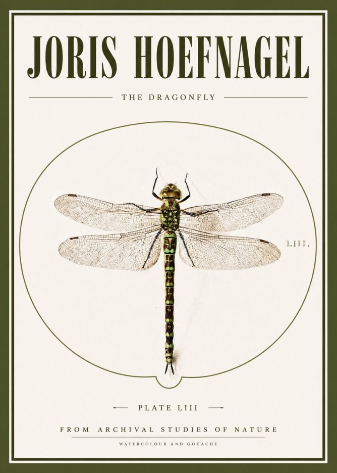 Joris Hoefnagel The Dragonfly No3 - Poster