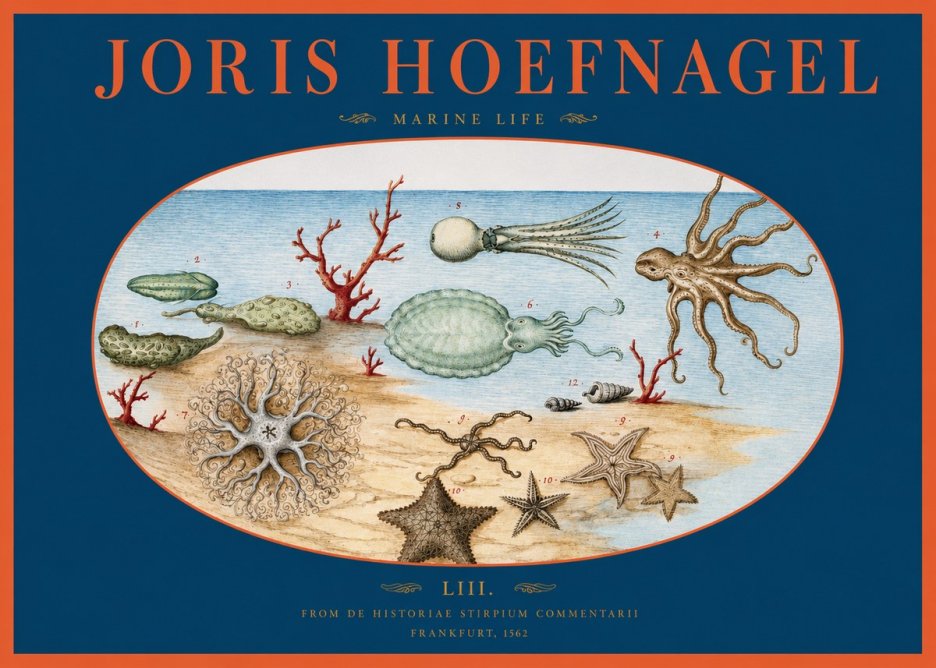 Joris Hoefnagel Marine Life No2 - Poster
