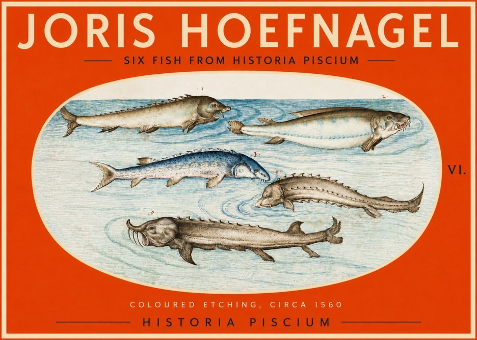 Joris Hoefnagel Fishes of Northern Waters No3 - Poster