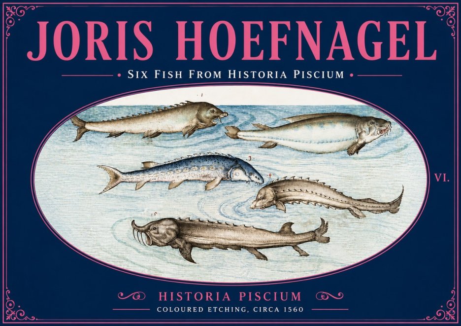 Joris Hoefnagel Fishes of Northern Waters No6 - Poster