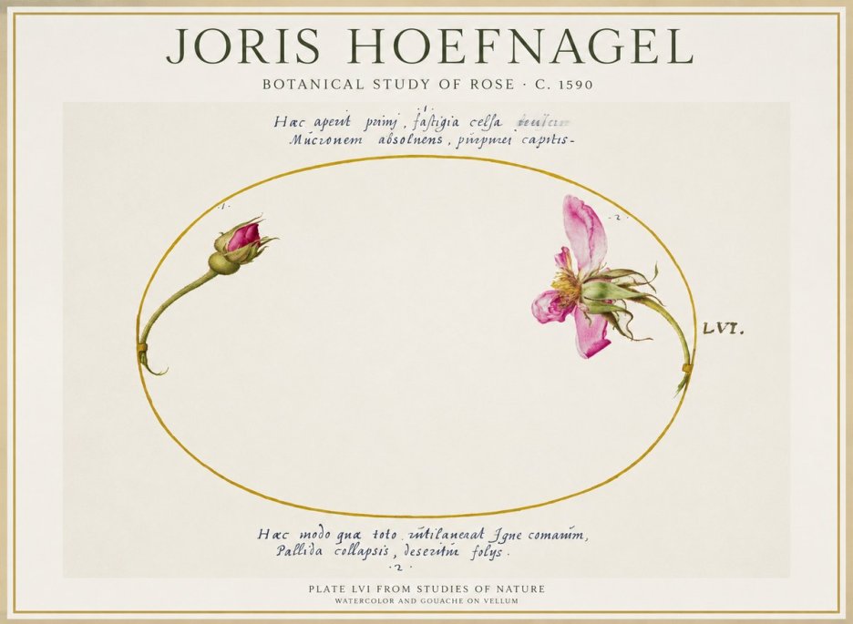 Joris Hoefnagel Botanical Study of Rose No1 - Poster