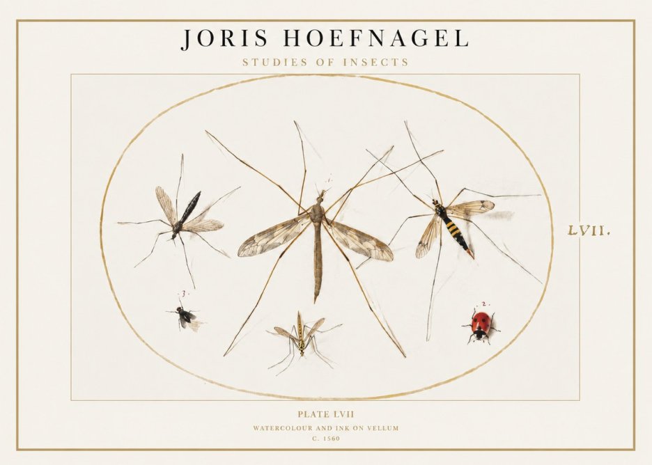 Joris Hoefnagel Studies of Insects II No1 - Poster