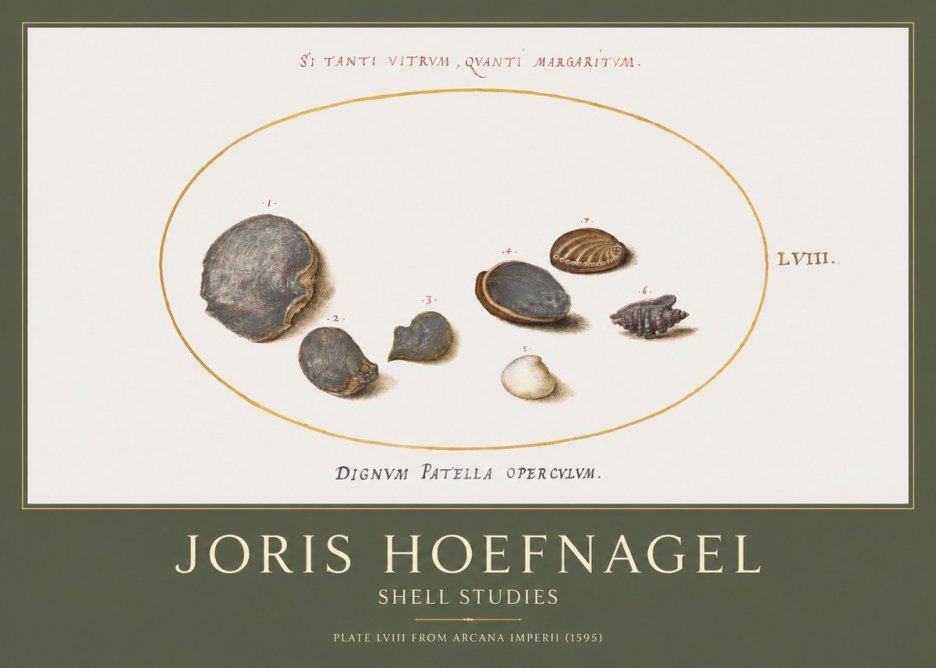 Joris Hoefnagel Six Shells No5 - Poster