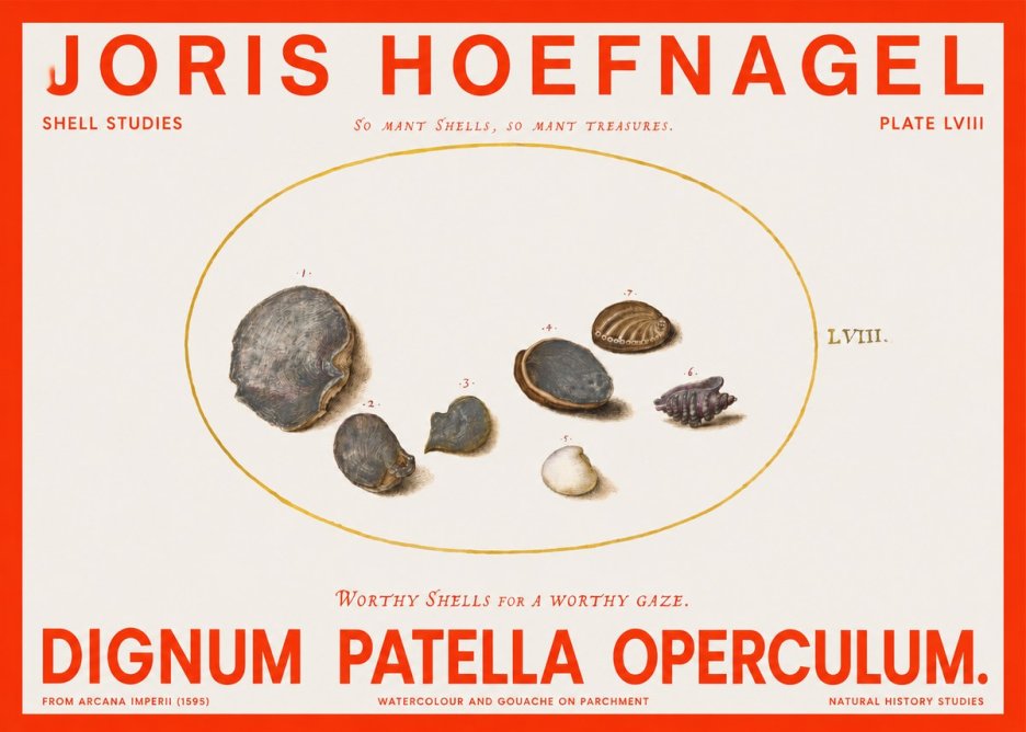 Joris Hoefnagel Six Shells No6 - Poster