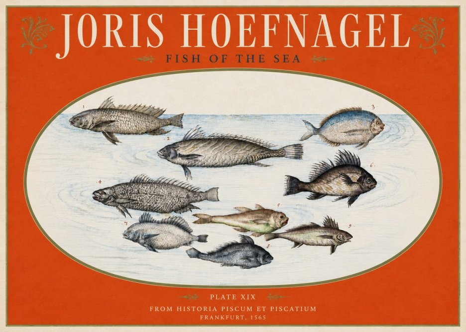Joris Hoefnagel Fish of the Sea No3 - Poster