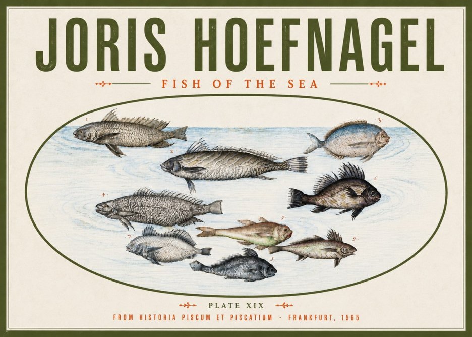 Joris Hoefnagel Fish of the Sea No4 - Poster