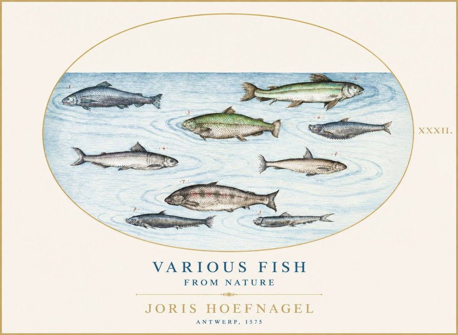 Joris Hoefnagel Various Fish from Nature No1 - Poster