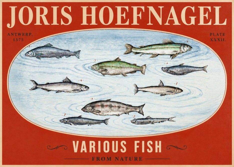 Joris Hoefnagel Various Fish from Nature No2 - Poster