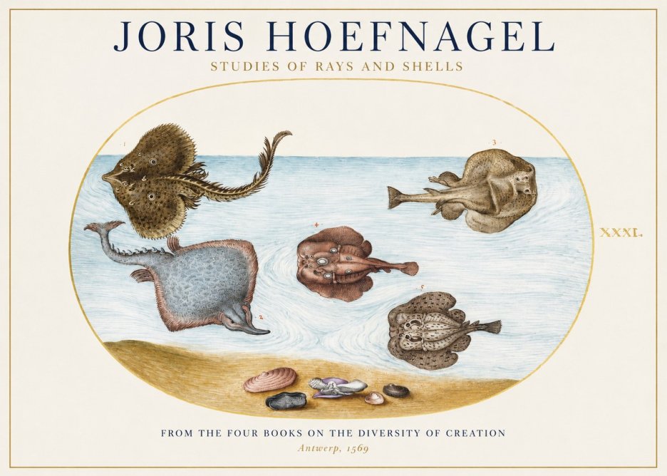 Joris Hoefnagel Studies of Rays and Shells No1 - Poster