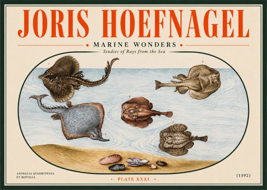 Joris Hoefnagel Studies of Rays and Shells No5 - Poster